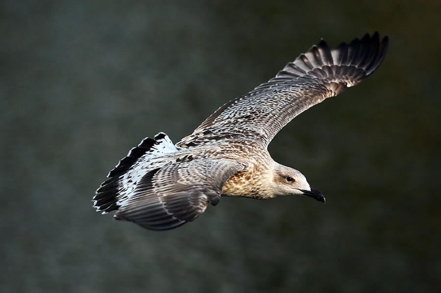 Gabbiano reale immaturo - Larus michaellis?